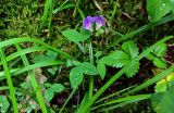 Lathyrus laxiflorus. Цветущее растение в сообществе с Fragaria, Carex и мхами. Грузия, Самцхе-Джавахети, национальный парк \"Боржоми-Харагаули\", смешанный лес. 11.06.2023.