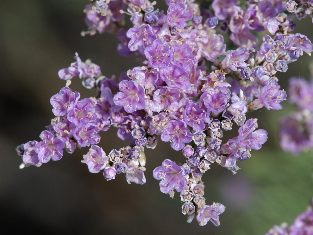 Изображение особи Limonium otolepis.