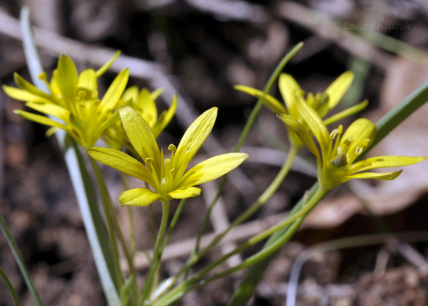 Image of genus Gagea specimen.