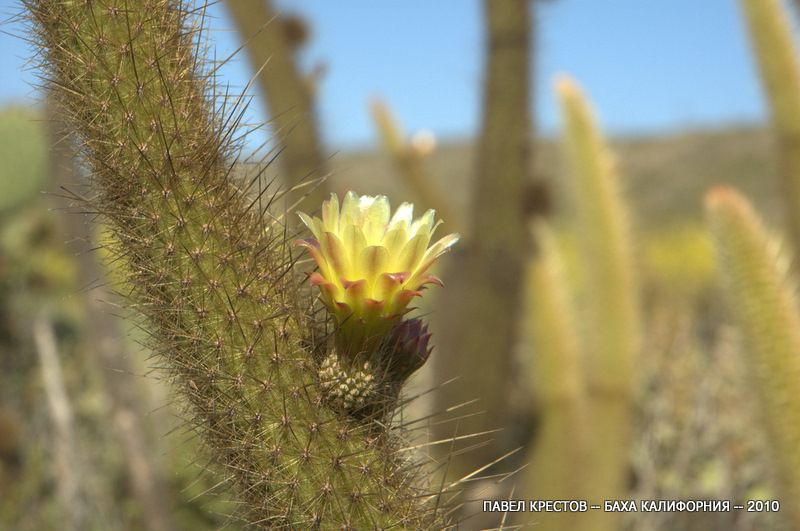 Image of Bergerocactus emoryi specimen.