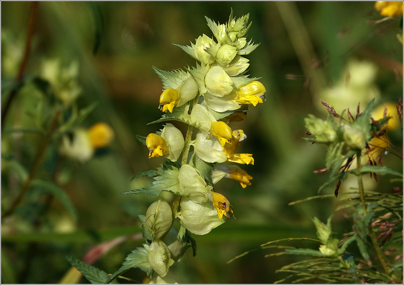 Изображение особи род Rhinanthus.