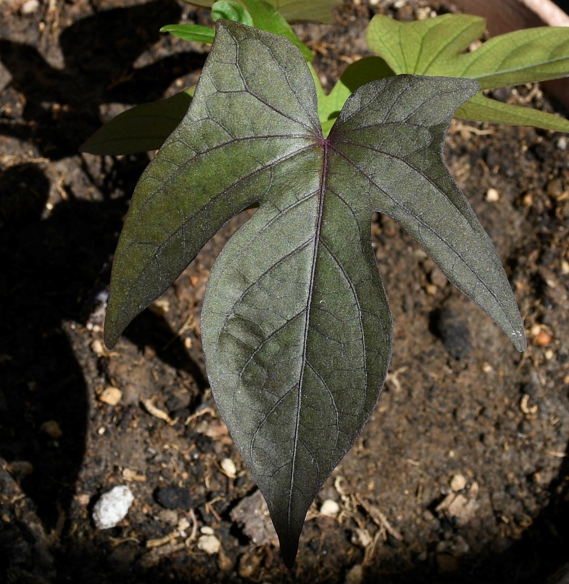 Image of Ipomoea batatas specimen.