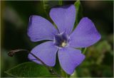 Vinca minor. Цветок с каплями росы. Московская обл., Раменский р-н, окр. дер. Хрипань, садовый участок. 14.05.2023.