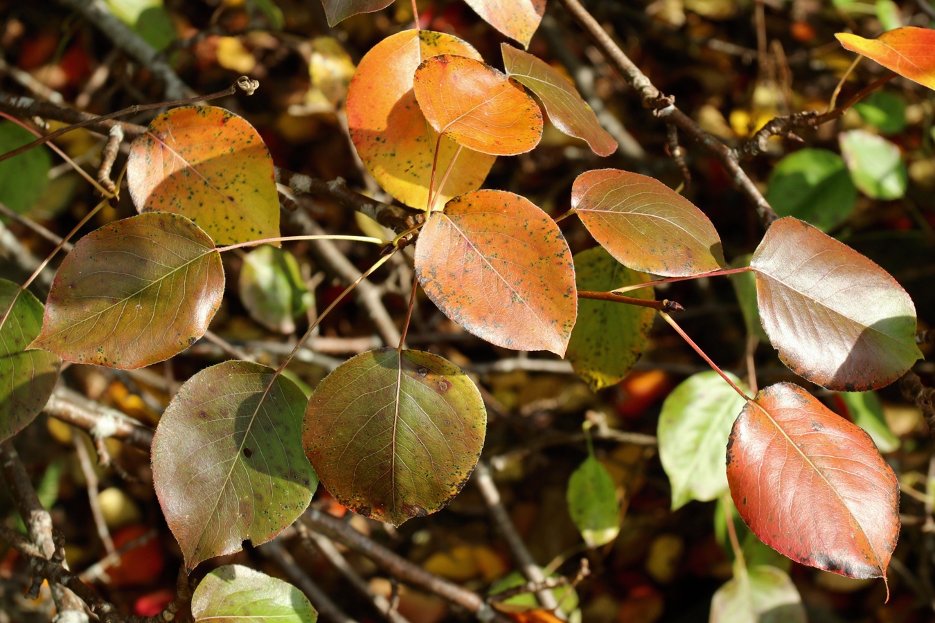 Изображение особи Pyrus pyraster.