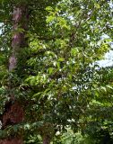 Carpinus betulus. Ветви плодоносящего растения. Армения, обл. Тавуш, Дилижанский национальный парк, берег оз. Парз, ≈ 1300 м н.у.м., широколиственный лес. 22.06.2022.