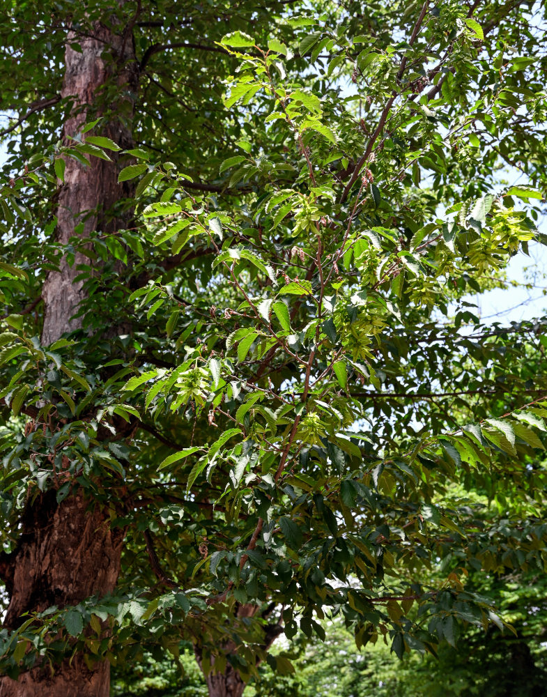 Изображение особи Carpinus betulus.