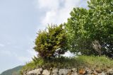 Juniperus подвид litoralis