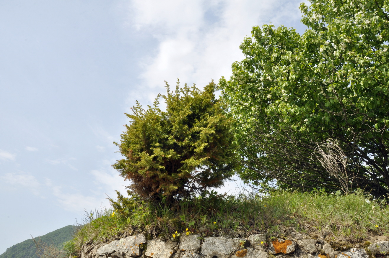 Image of Juniperus rigida ssp. litoralis specimen.