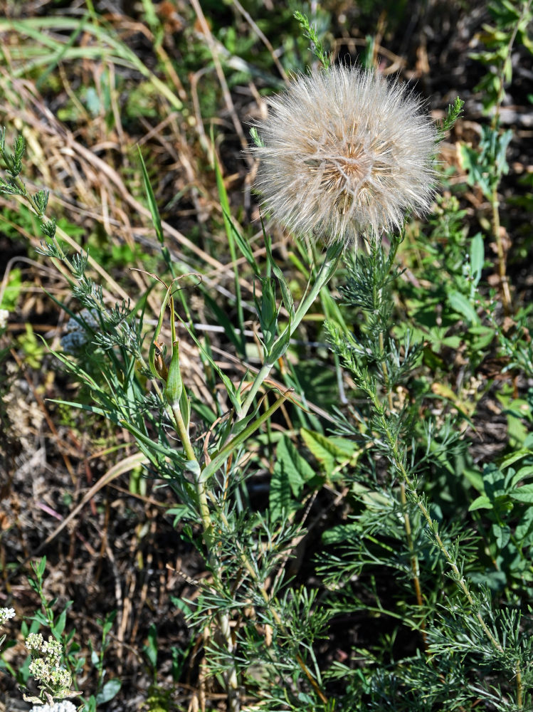 Image of genus Tragopogon specimen.