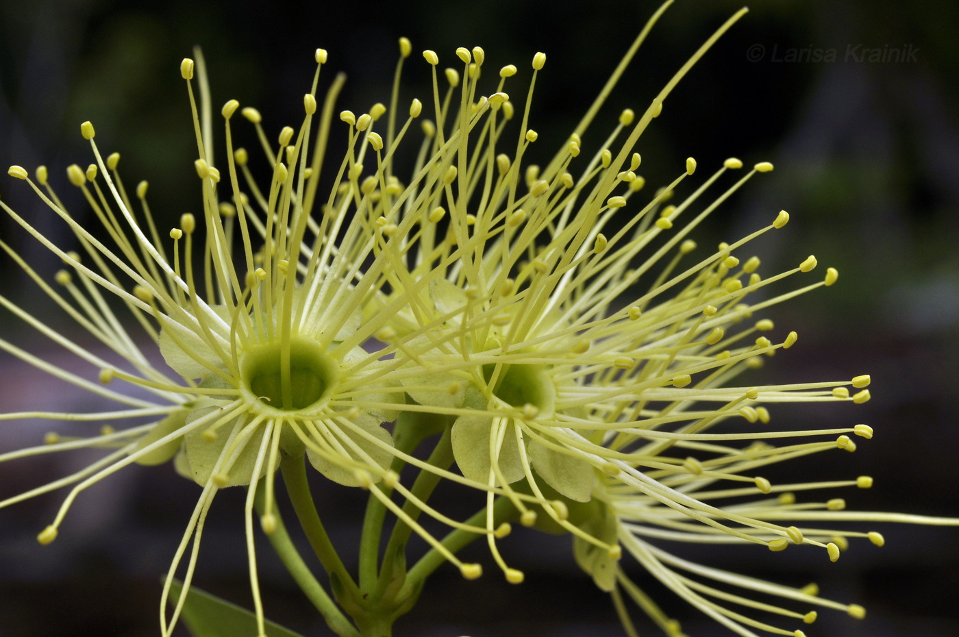 Image of Xanthostemon chrysanthus specimen.