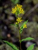 Solidago virgaurea подвид dahurica. Верхушка побега с соцветиями. Красноярский край, Таймырский Долгано-Ненецкий р-н, плато Путорана, долина р. Кутарамакан, опушка смешанного леса. 25.07.2023.