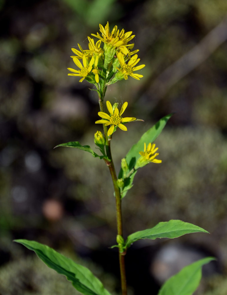 Image of Solidago virgaurea ssp. dahurica specimen.