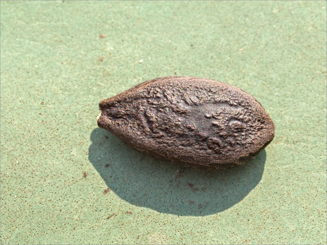 Image of Echinocystis lobata specimen.