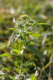 Inula britannica