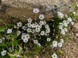 Cerastium polymorphum