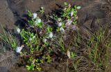 genus Salix. Плодоносящее растение. Красноярский край, Таймырский Долгано-Ненецкий р-н, плато Путорана, водопад Китабо-Орон, затопленный участок каменистого берега реки. 26.07.2023.