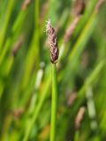 Eleocharis palustris. Плодоносящий побег. Магаданская обл., г. Магадан, окр. мкр-на Солнечный, небольшое озерко, у берега на мелководье. 25.07.2023.