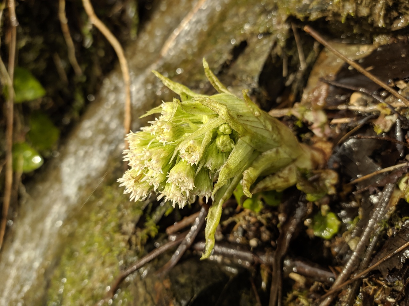 Image of Petasites albus specimen.