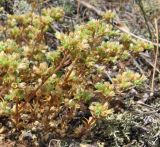 Scleranthus perennis. Цветущие растения. Смоленская обл., Смоленский р-н, окр. дер. Жарь. 01.07.2007.