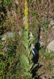 Verbascum thapsus. Цветущее растение. Кабардино-Балкария, Приэльбрусье, долина р. Адыр-Су, каменистый участок лугового склона. 12.07.2016.