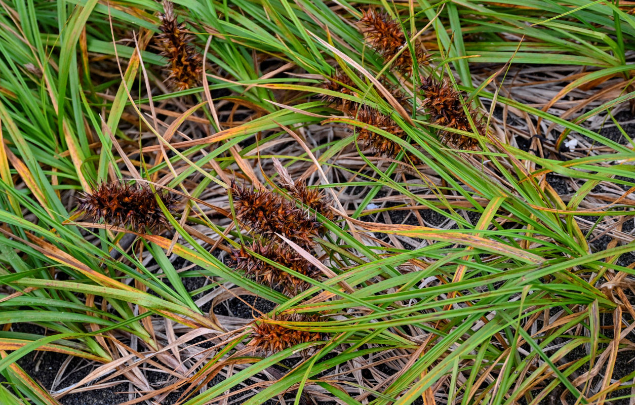 Изображение особи Carex macrocephala.