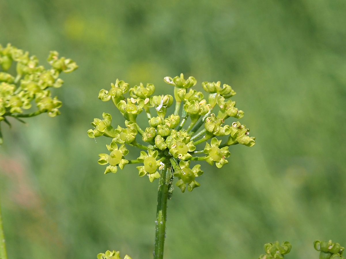 Изображение особи Heracleum sibiricum.