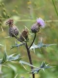 Cirsium ketzkhovelii. Верхушка побега с цветущей и отцветшими корзинками и мухой-журчалкой. Чечня, Шаройский р-н, окр. ур. Хилиди, выс. 2020 м н.у.м., луг. 23 августа 2023 г.