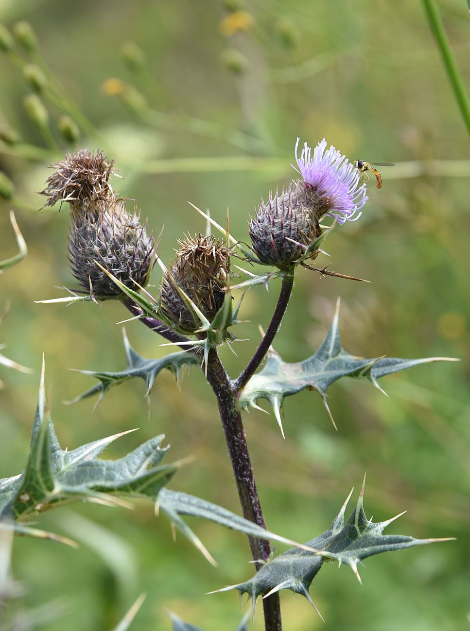 Image of Cirsium ketzkhovelii specimen.