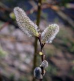 Salix caprea