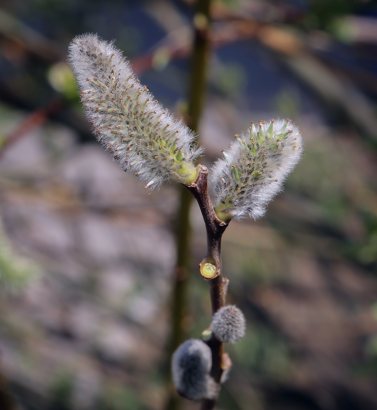 Изображение особи Salix caprea.