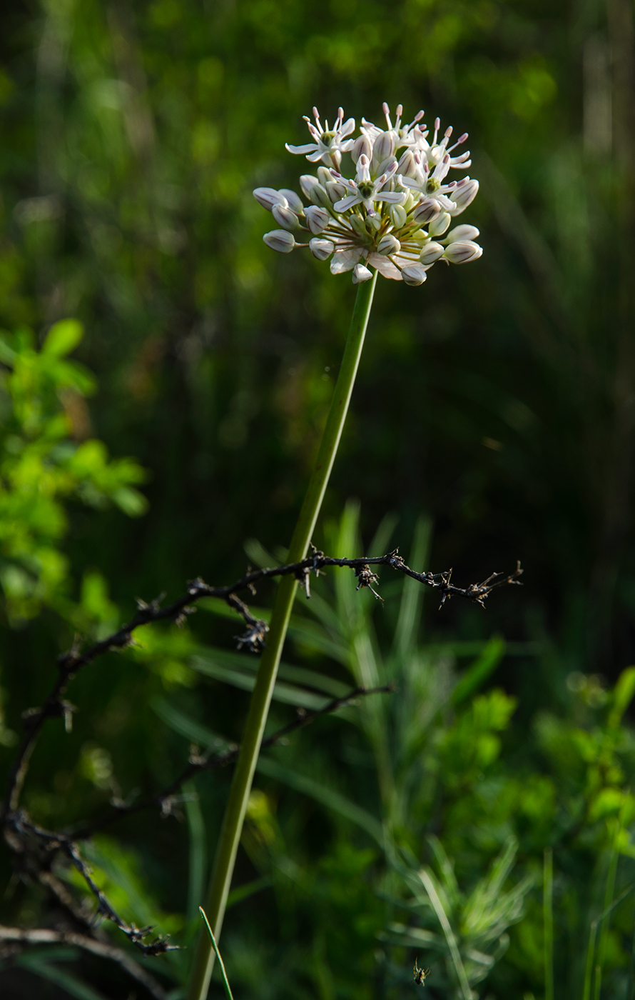 Изображение особи Allium microdictyon.