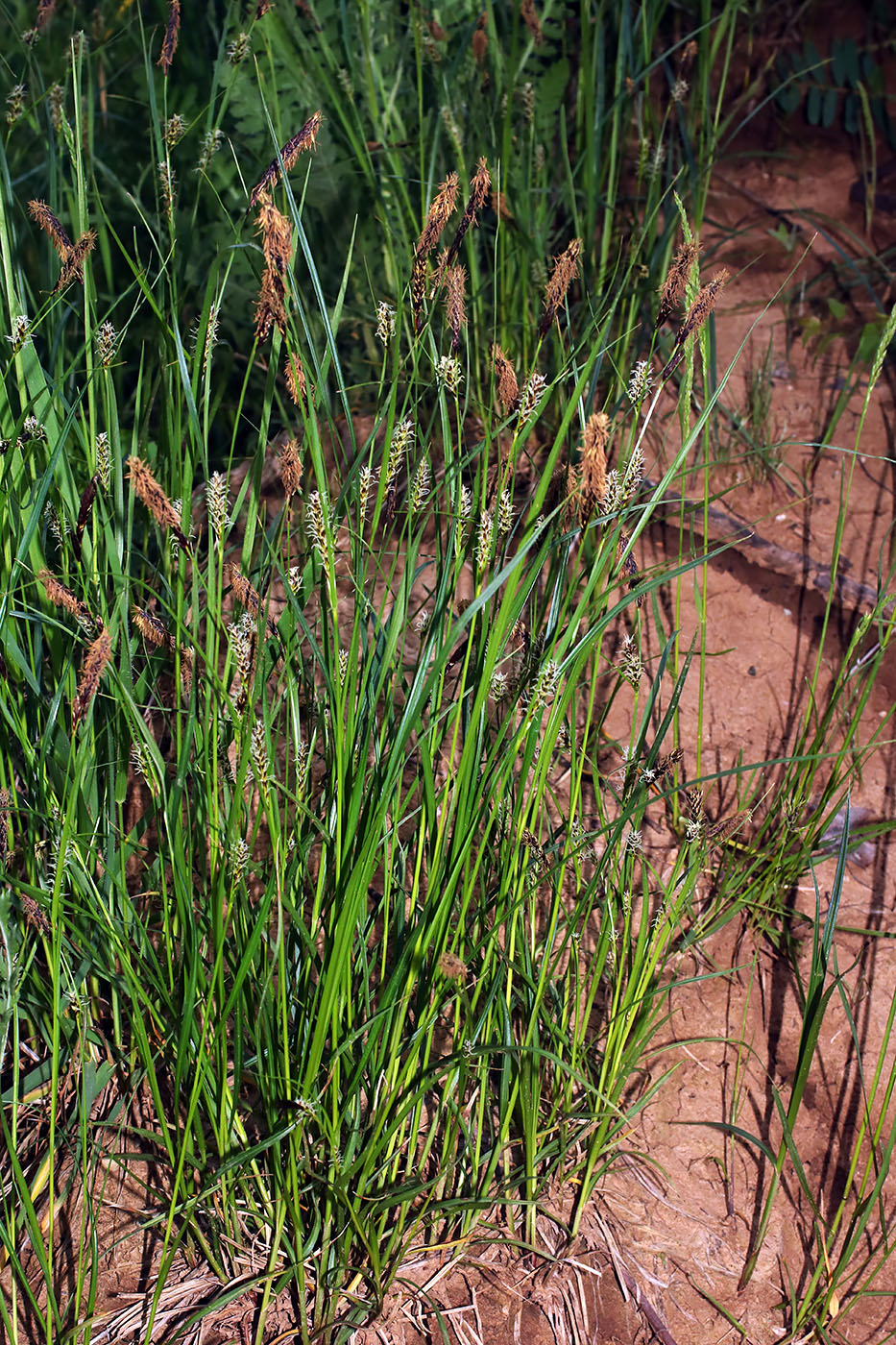 Изображение особи Carex acutiformis.