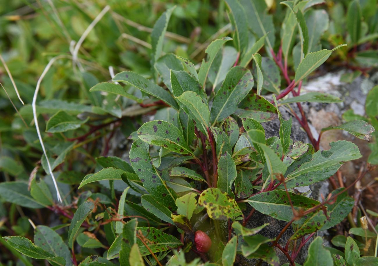 Изображение особи Salix caucasica.