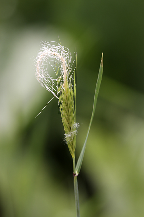 Изображение особи Hordeum bulbosum.