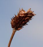 Ranunculus illyricus. Плод. Ростовская обл., Орловский р-н, окр. пос. Маныч, сорноразнотравно-типчаковая степь. 22.06.2021.