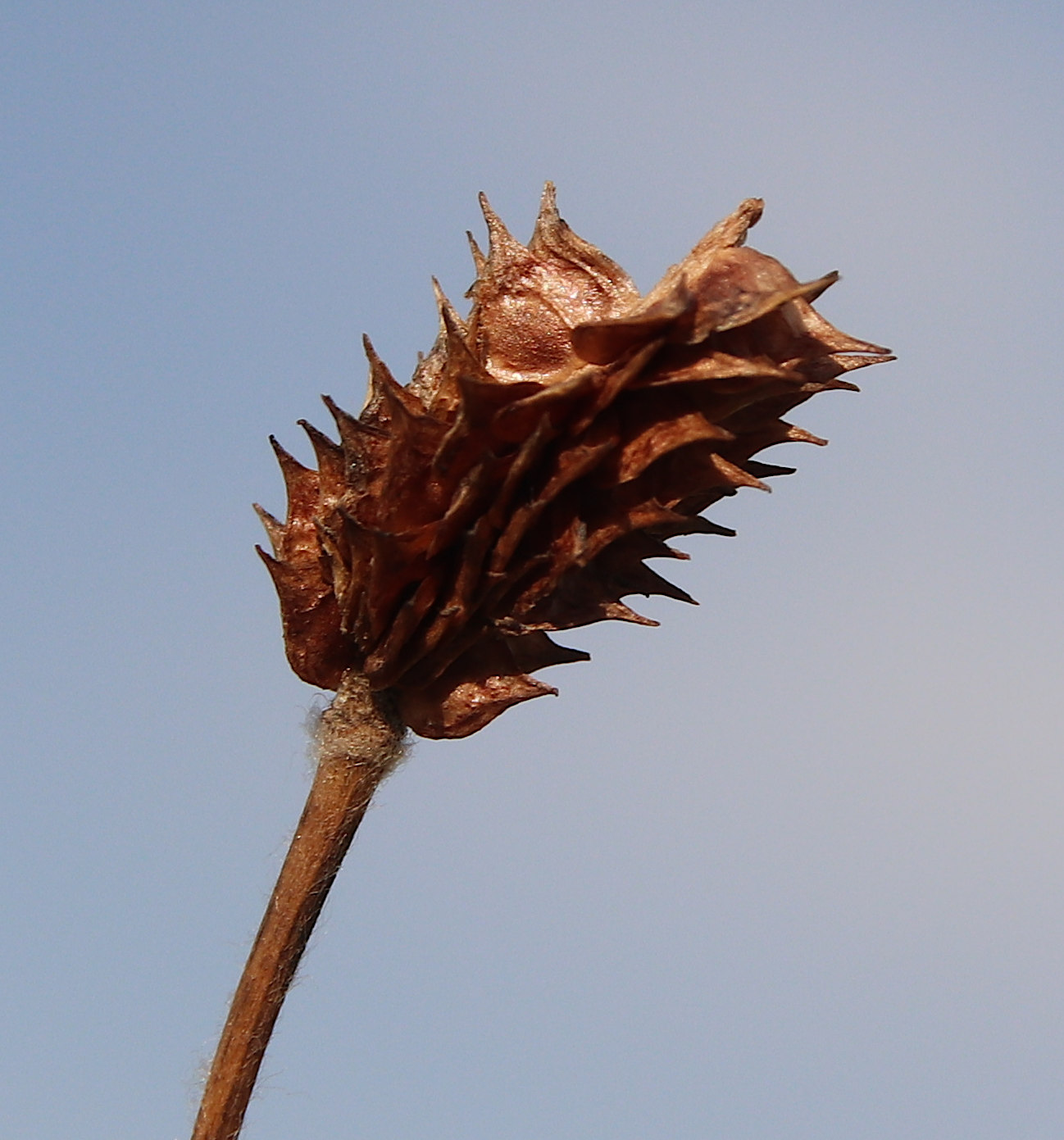 Image of Ranunculus illyricus specimen.