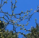 Poncirus trifoliata. Ветви с бутонами. Крым, Южный Берег, Никитский ботанический сад, в культуре. 06.04.2024.