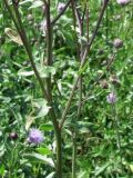 Cirsium setosum