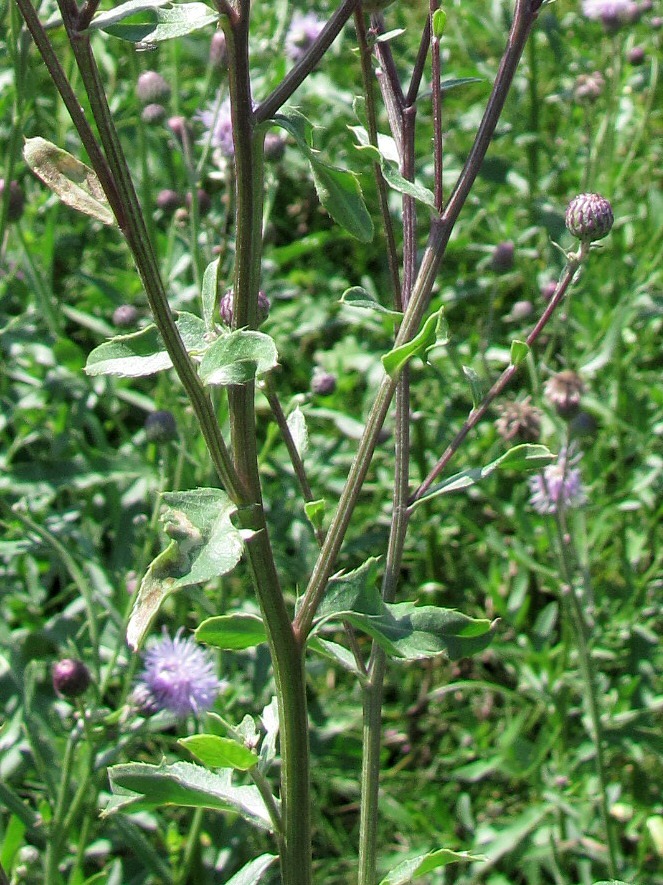 Изображение особи Cirsium setosum.