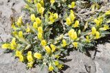 Astragalus lasiosemius. Побеги с цветками. Таджикистан, Горно-Бадахшанская автономная обл., Ишкашимский р-н, Шахдаринский хр., дол. р. Памир, выс. ≈ 3800 м н.у.м., сухой каменистый склон. 3 июля 2024 г.