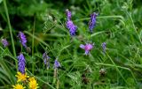 Vicia cracca