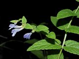 Scutellaria galericulata