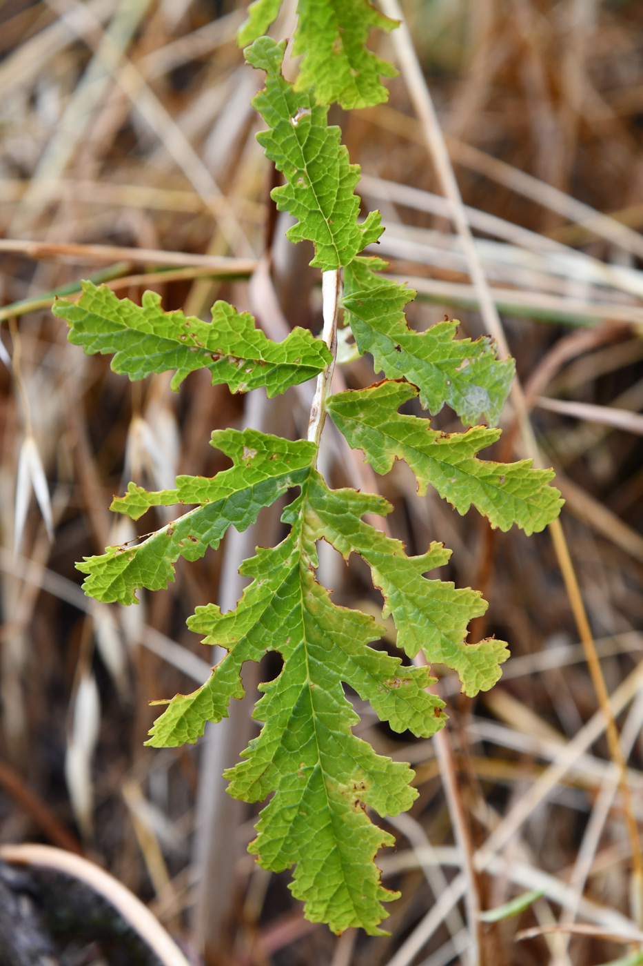 Image of Phlomoides hissarica specimen.