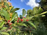 Ilex cassine