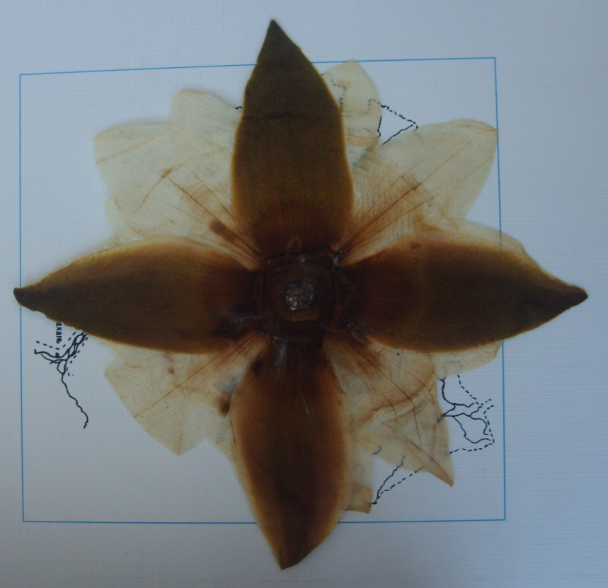 Image of Nymphaea &times; borealis specimen.