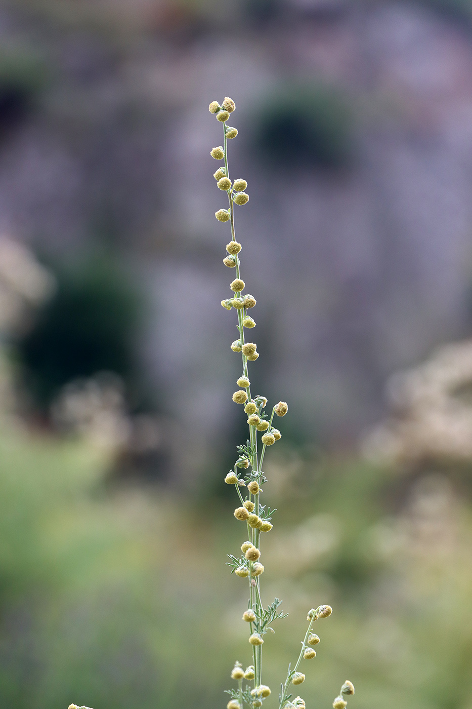 Изображение особи Artemisia lehmanniana.