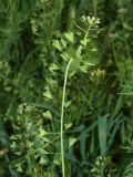Capsella bursa-pastoris