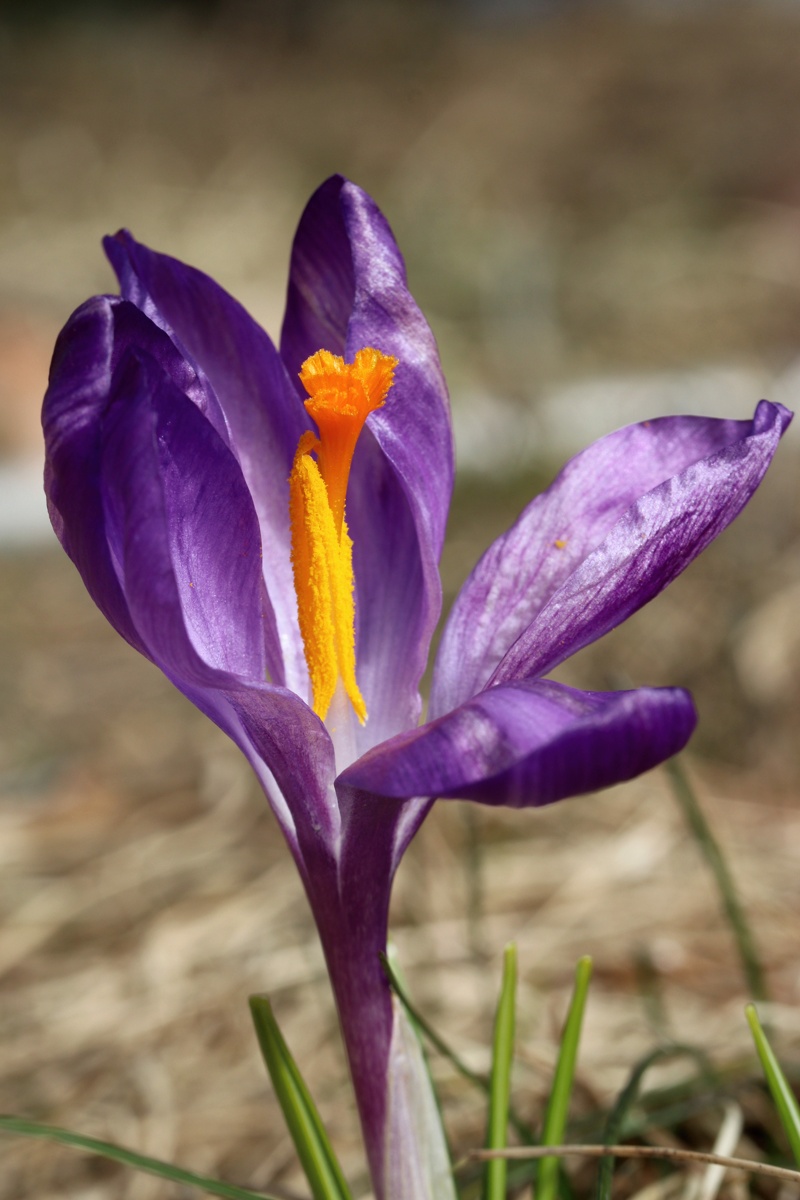 Image of Crocus vernus specimen.