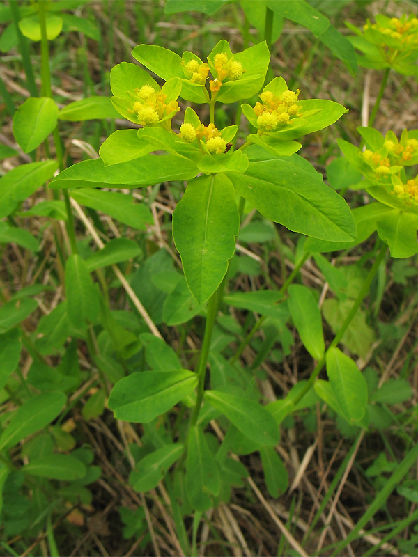 Изображение особи Euphorbia lingulata.