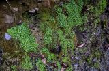 Saxifraga cymbalaria. Вегетирующие растения в сообществе с мхами. Краснодарский край, Сочи, Хостинский р-н, Змейковские водопады, широколиственный лес. 11.03.2025.